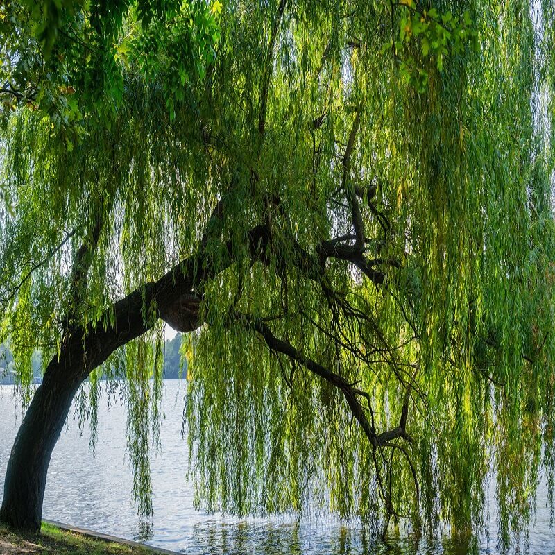 Love nature tweet media