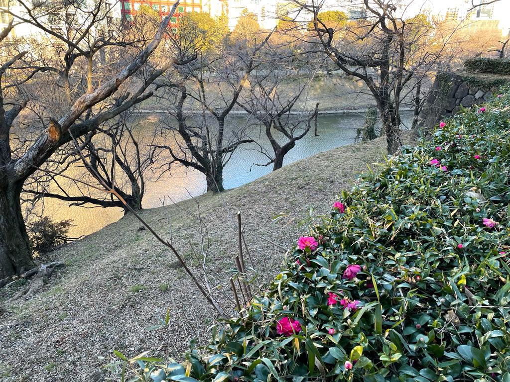 JuliaLongbottom's tweet photo. 近所の北の丸公園で朝のジョギング
Early morning jog in nearby Kitanomaru Park. I love Tokyo winters!
#fuyubare
#migoto https://t.co/moQQox3i7U
