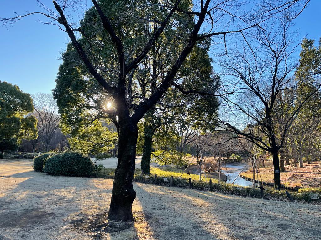 JuliaLongbottom's tweet photo. 近所の北の丸公園で朝のジョギング
Early morning jog in nearby Kitanomaru Park. I love Tokyo winters!
#fuyubare
#migoto https://t.co/moQQox3i7U