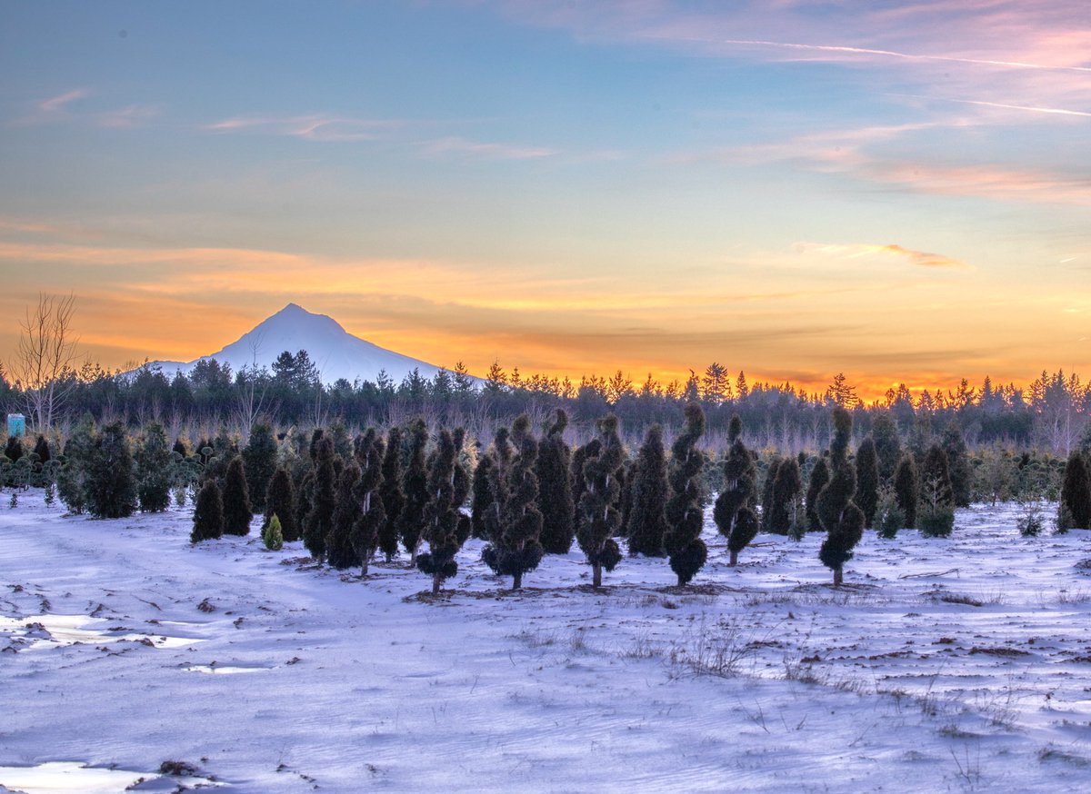 The calm between storms this morning. An ice storm is forecast for the region tomorrow. #pdx #stormhour