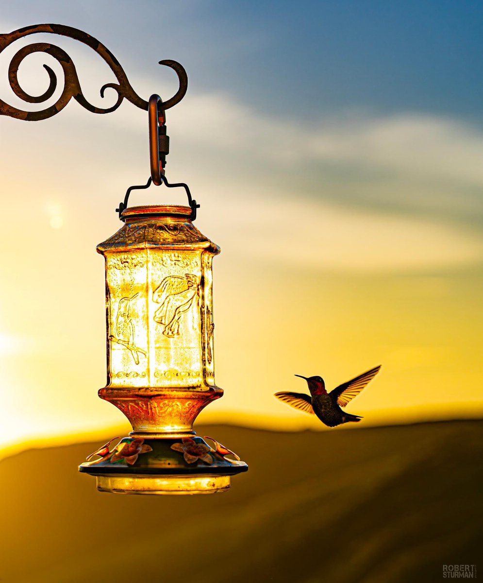 Robert Sturman tweet media