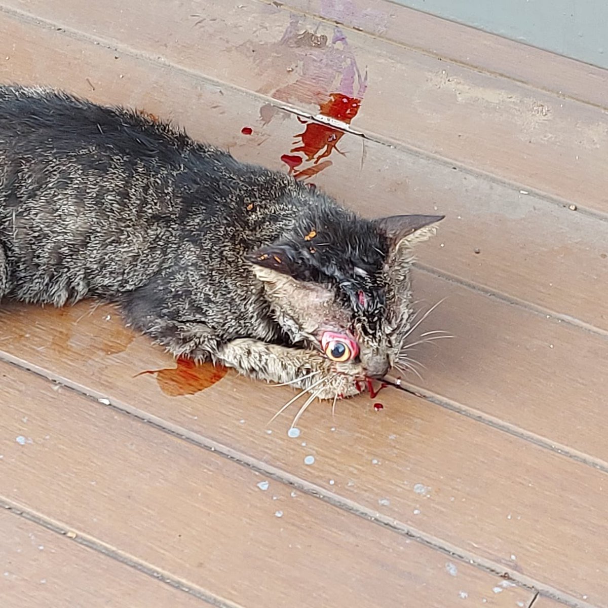 Twitter please do your magic, ada yang bisa nolongin anak malang ini? Lokasi di cyberpark karawaci