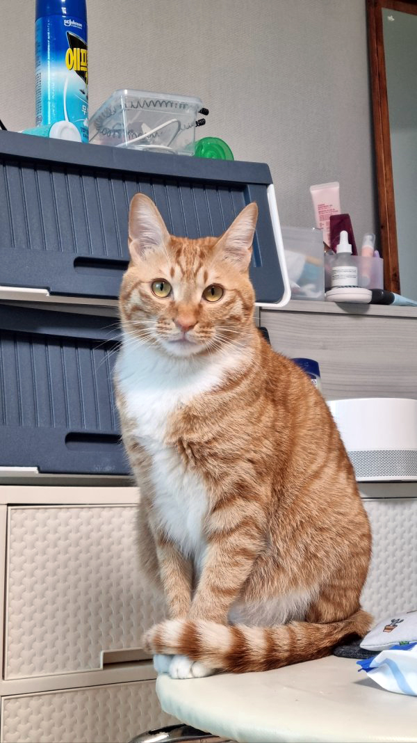 집나간 치즈냥이 날라를 찾습니다!
사례금 드립니다. 한번씩 살펴봐주세요

실종고양이 : 코숏, 수컷, 1살미만, 이름 '날라'
실종날짜 : 2024년 1월 14일 오후 1시 뛰쳐나감
실종장소 : 서울시 성북구 장위동 233-143 세창빌라

특징 : 치즈냥이, 날라/nala 목걸이 착용, 아직 어려서 활발합니다.