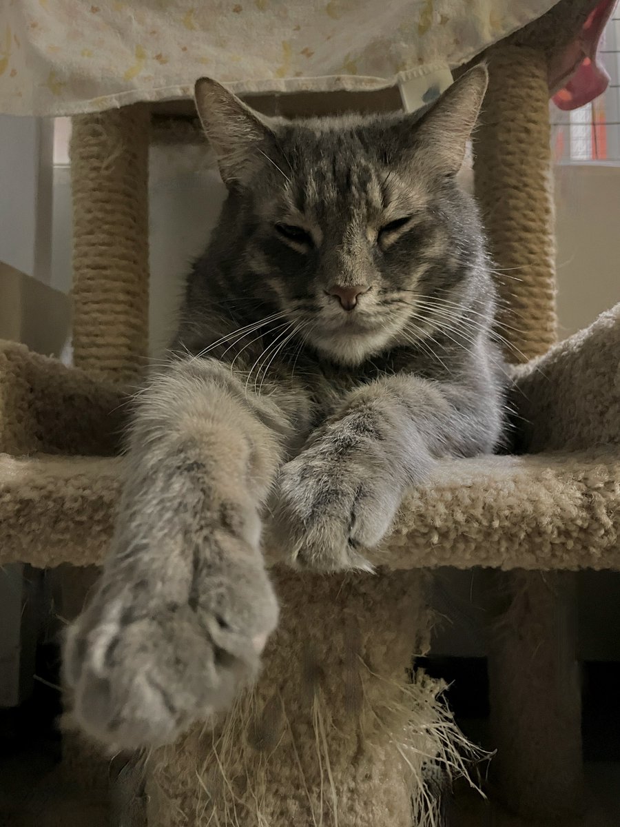 💖Sleepy boy Dorian💖Let's get this big boy adopted! He's a wonderful #cat - very loving, gets along with other #cats, and even enjoys laps! Pls RT to help find a loving 🏡#va #dc #virginia #washingtondc #maryland #pets #nova #catlovers #tuesday #tuesdayvibe #goodmorning #love