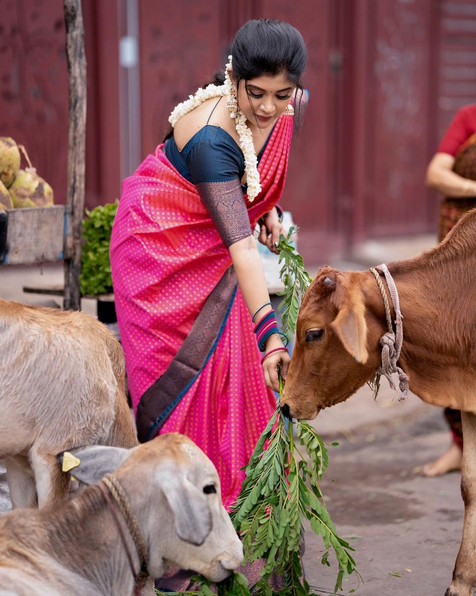6101978R's tweet photo. மாட�� போற்றும் ஒருநாள்
உழைப்பை போற்றும் ஒருநாள்
மணிகள் கட்டி வண்ணமிட்டு
போற்றுவோம் இந்த ஐந்தறிவை...!!
இனிய மாட்டு பொங்கல் நல்வாழ்த்துக்கள் டியர்😘🥰😍

@yatchi1_ @yatchi2_ https://t.co/0tvUeKp5sK