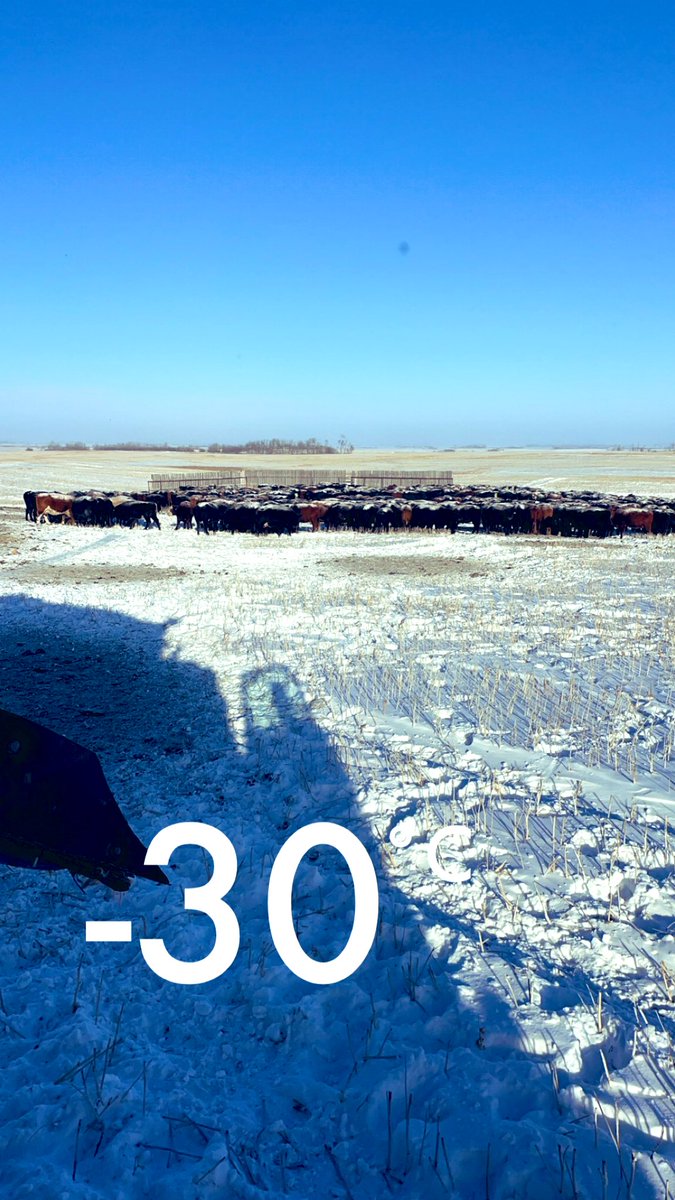 Pretty proud of the girls toughing out just another one of mother natures curve balls. Holding condition like champs with a little help from the cold weather rations. Warmer weather starts tomorrow 🙏 #saskag