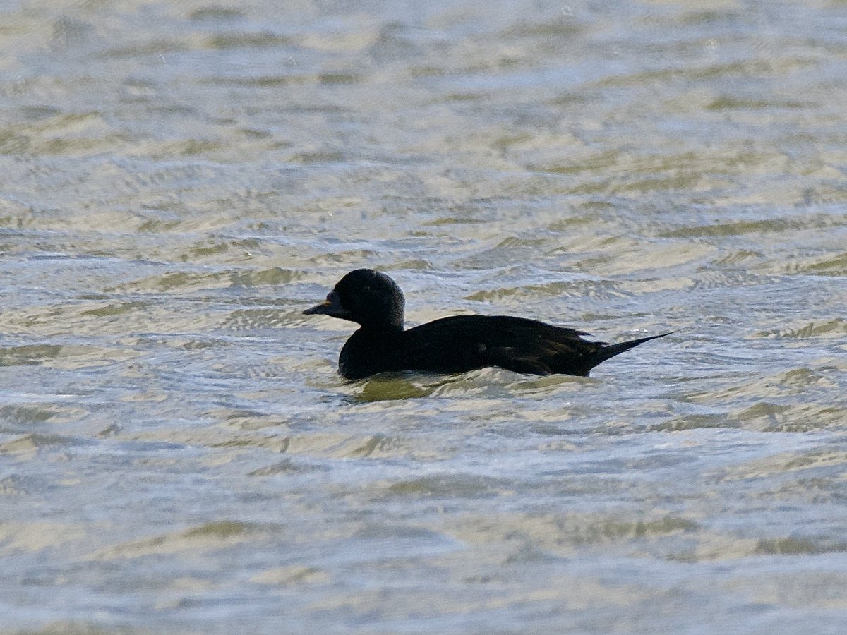 SteveOnHilbre's tweet photo. Back to five minutes away from the desk โฆ drake #CommonScoter on #WKML lunchtime plus RbMerg and at least 9 Goosander (also plenty of waders roosting on the pontoons pre-tide). Me staring longingly @hilbrebirdobs ๐๐ธ๐คฃ https://t.co/10xfT7nal7
