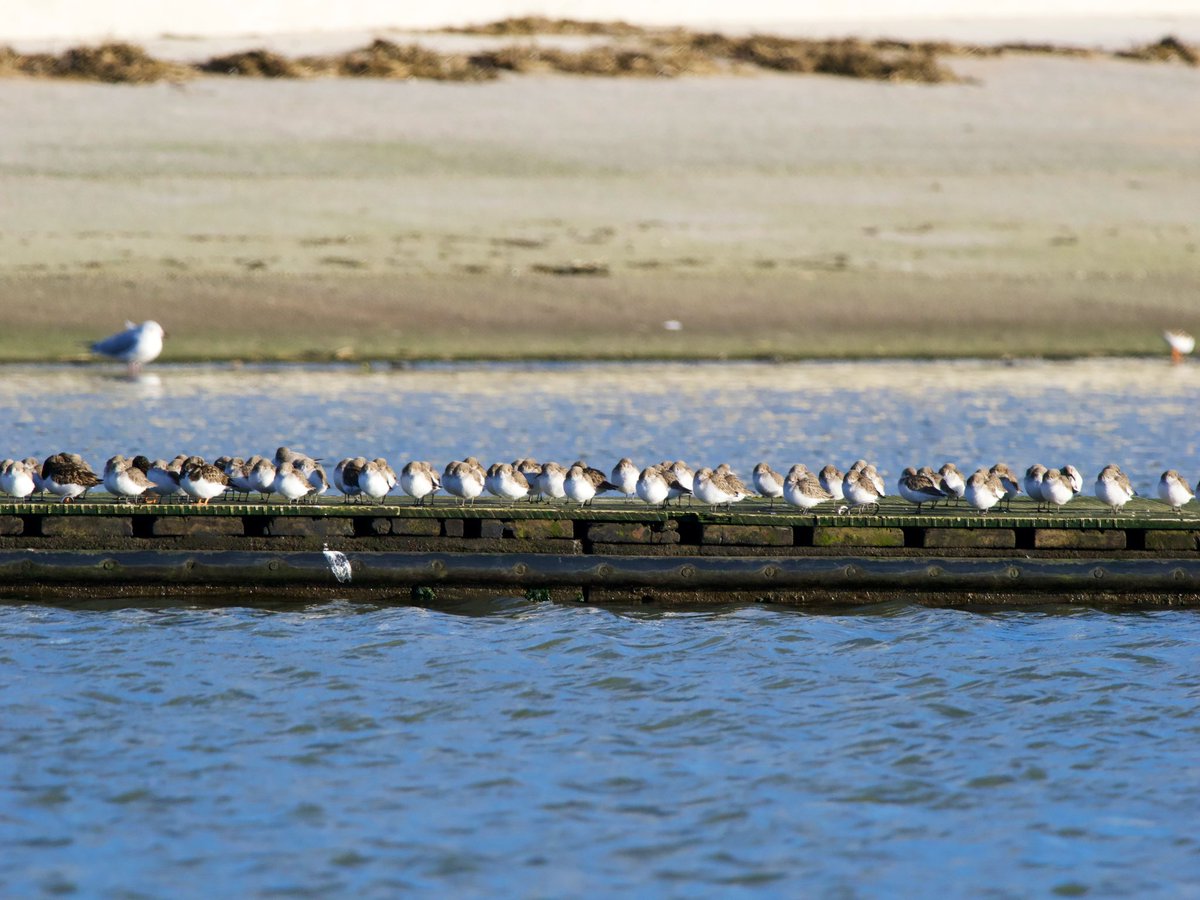 SteveOnHilbre's tweet photo. Back to five minutes away from the desk โฆ drake #CommonScoter on #WKML lunchtime plus RbMerg and at least 9 Goosander (also plenty of waders roosting on the pontoons pre-tide). Me staring longingly @hilbrebirdobs ๐๐ธ๐คฃ https://t.co/10xfT7nal7