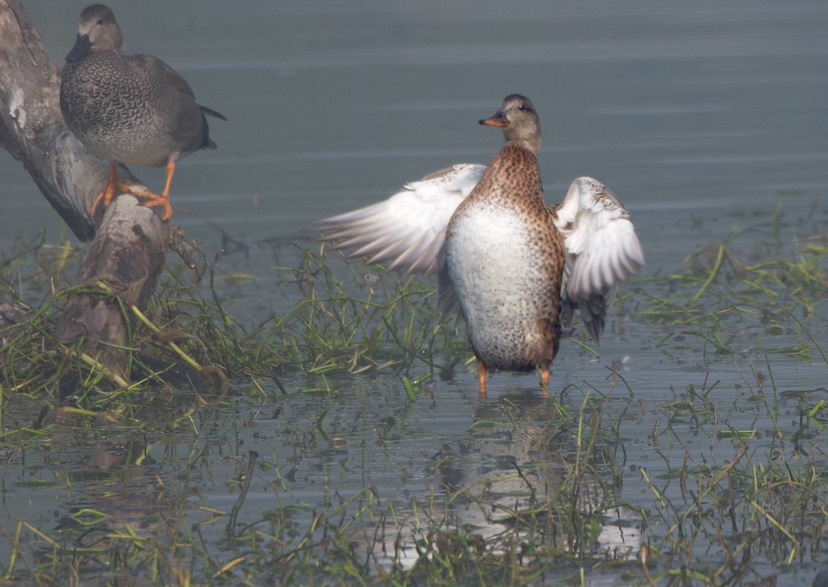 RaviDattaSharma's tweet photo. Oh ! who is this man?

At Sultanpur bird Sanctuary #Duck
#nature #naturephotography  #ThePhotoHour #BirdWatching #birdphotography #TwitterNatureCommunity #lensonwildlife #BirdsOfX #BirdsSeenIn2023 #birdsofindia #wildlifephotography #birds
#nikonphotography #bestbirds https://t.co/0w8qEevpCe