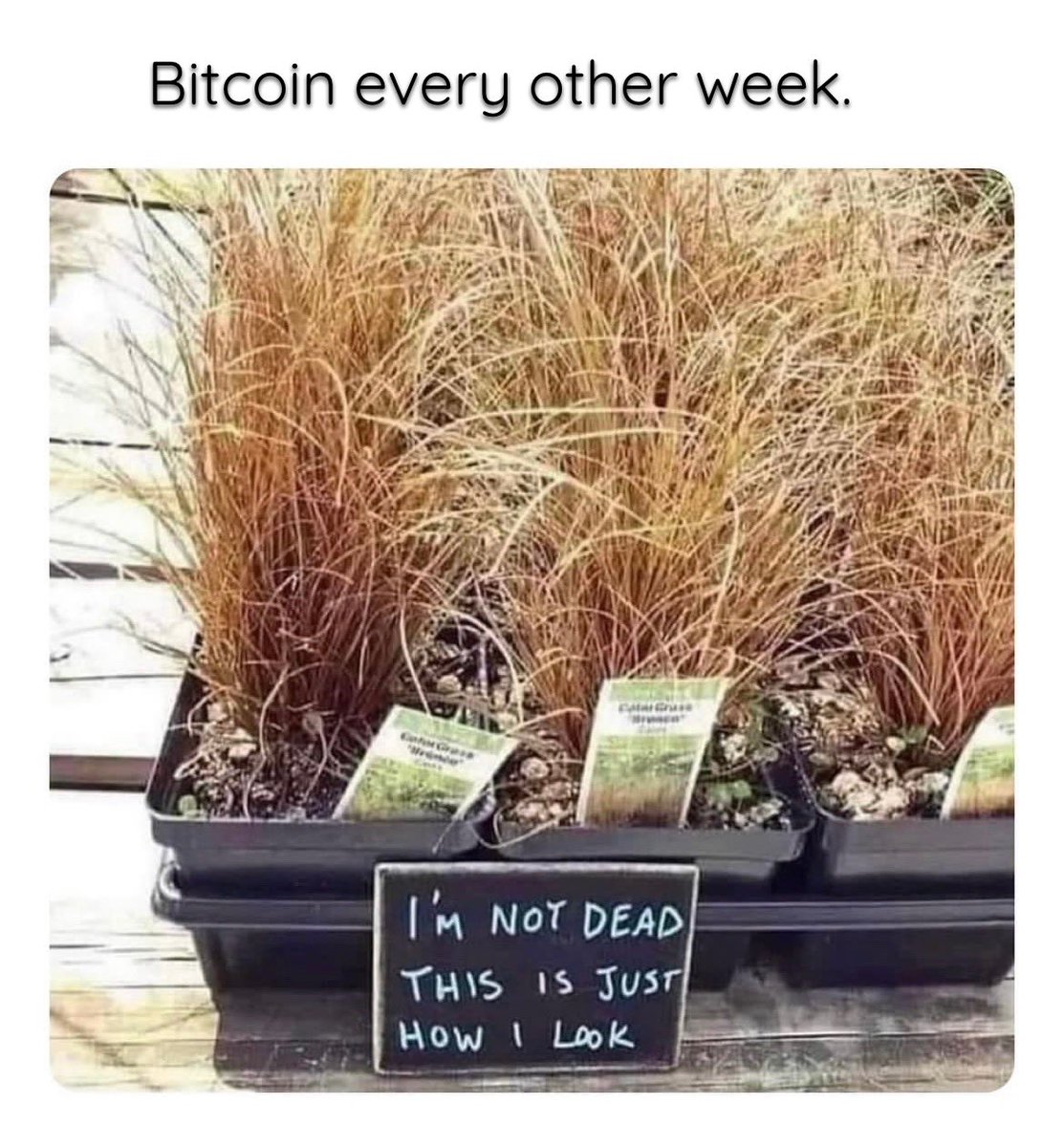 BigSeanHarris's tweet photo. #Bitcoin 💀 again https://t.co/e38uEjhtYP