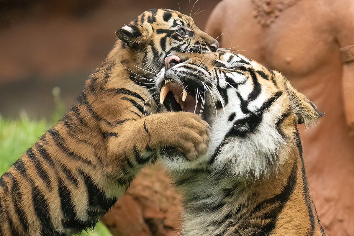 Some shots I was able to capture on a cold rainy day of 'Lani,' our newly named Sumatran tiger cub and her mom. I wanted to be able to capture their personalities and the special relationship between the two. It took a cold rainy day at the zoo with no one around to get lucky!