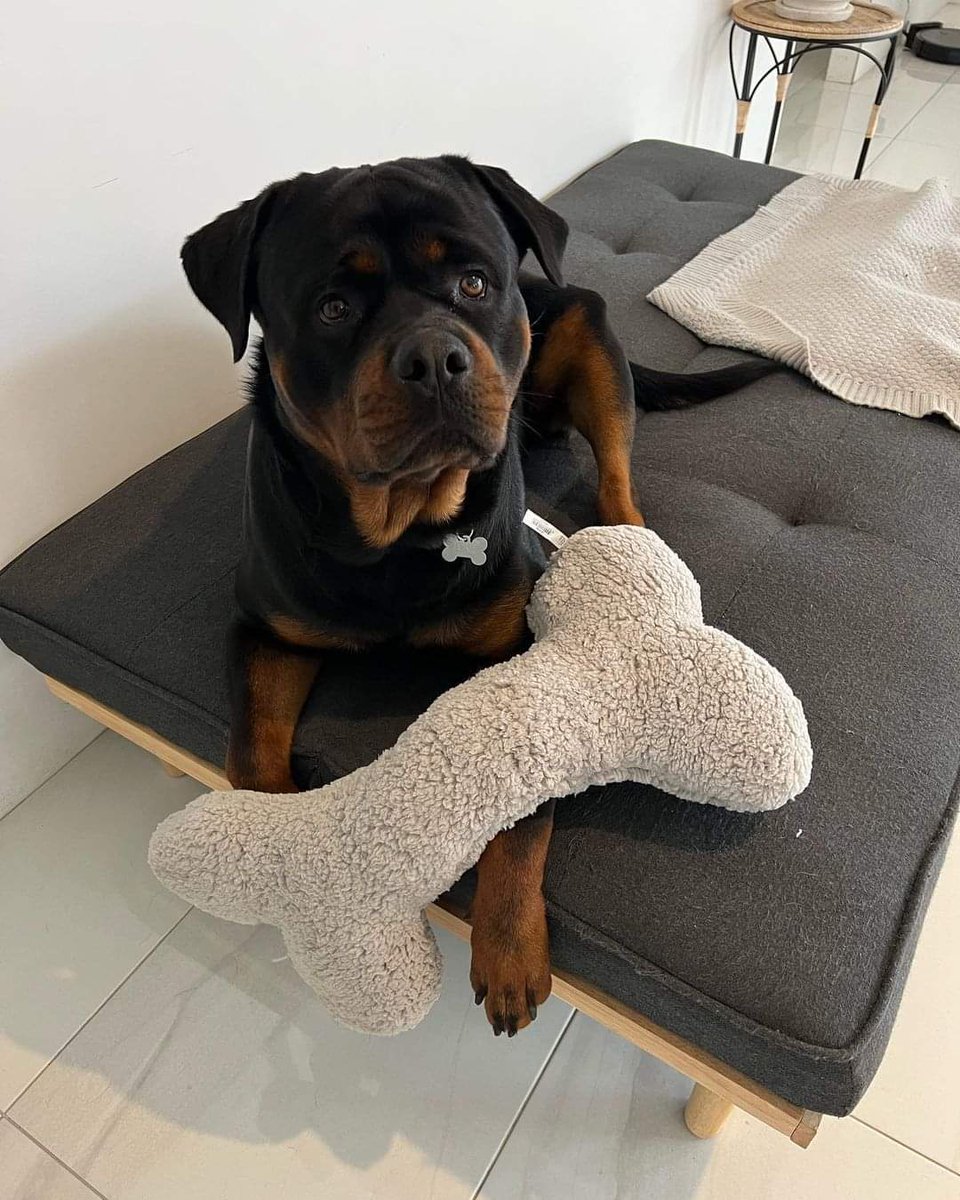 Thanks for the new toy mum!!!!!! 🦴
#rottweiler $dogs #dogoftwitter