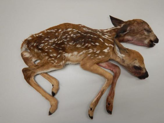 the twin fawns, peregrine honig
stillborn two headed fawn found in minnesota