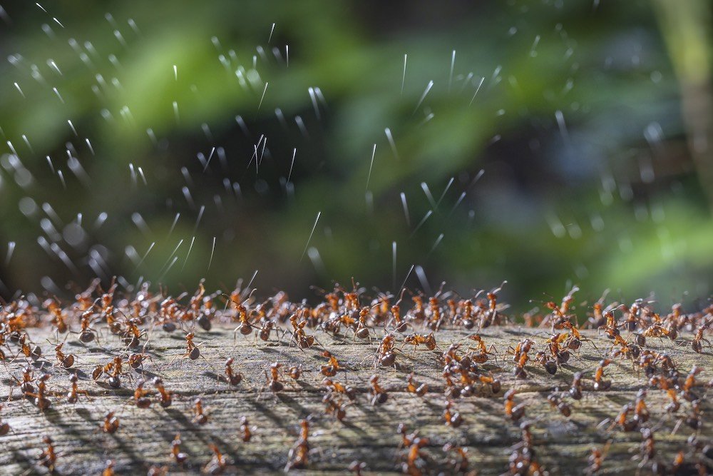 dpture2's tweet photo. Close-Up Photographer Of The Year 2023: These 33 Photos bring you into the new world.
https://t.co/7TazGPBz34
#closeup #photography #PHOTOS #photooftheday #photographers https://t.co/LPbSiTGDbV