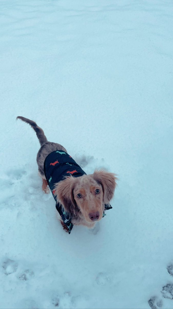 hannahfine_'s tweet photo. minnows first snow!! ❄️ https://t.co/ukQ7iPYKyT