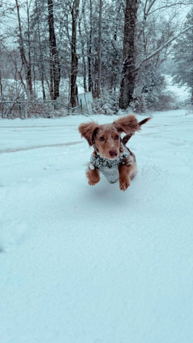 hannahfine_'s tweet photo. minnows first snow!! ❄️ https://t.co/ukQ7iPYKyT