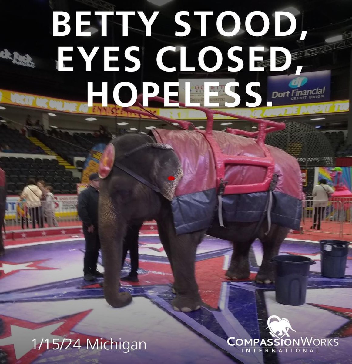 #Betty performing in #Michigan #USA #CardenCircus