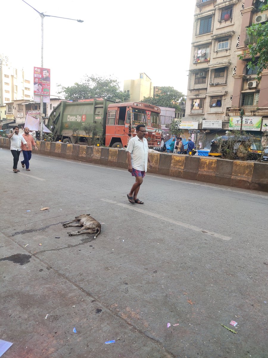 anandrchaudhary's tweet photo. A Dog has been dead on the Road Location 90 feet road opp lal bahadur shashtri nagar near tam tam chaiwala  400072 kindly take follow up due it started Decomposing
@mybmc @mybmcSWM @mybmcWardL @mybmchealth @CMOMaharashtra https://t.co/b41DRXrl0P