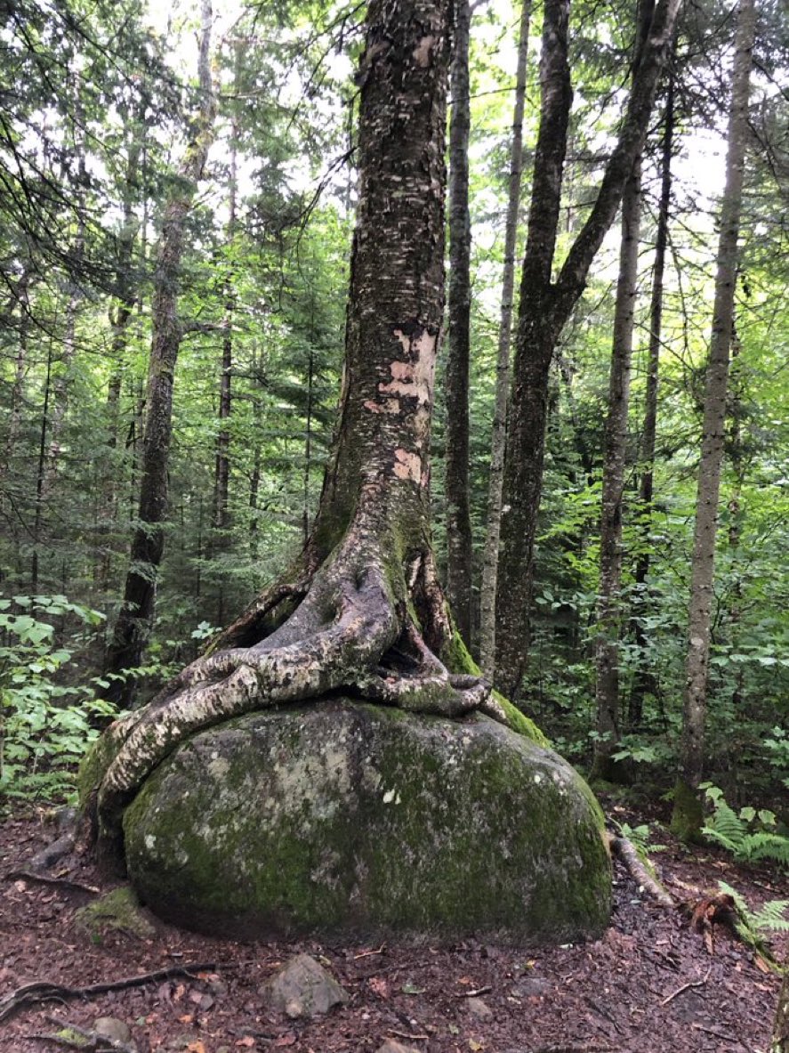 Leb-Anons tweet media