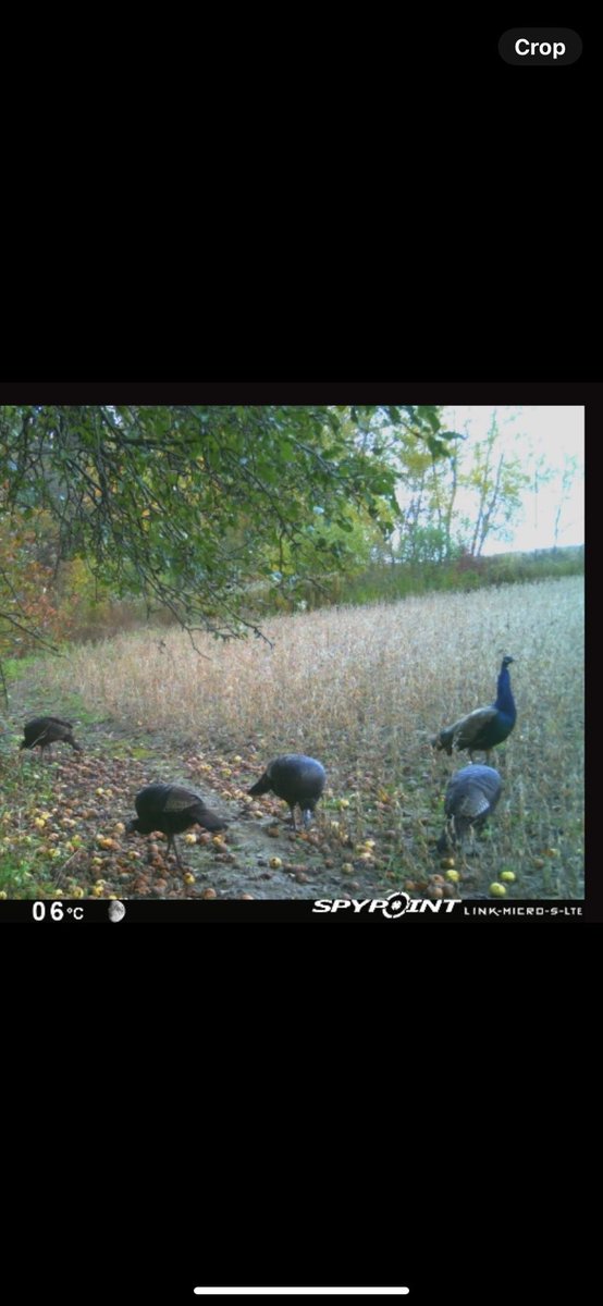 Alex Shaw tweet media