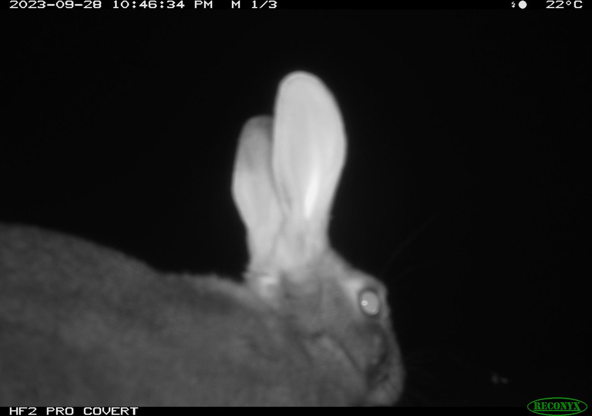 waterpenny10's tweet photo. This is the first ever rabbit recorded on the Watarrka ephemeral stream camera! Rabbits occur on the sandplains adjoining the range but the rocky habitats high on the range and along the ephemeral stream seem unsuitable-perhaps this is the outcome of good rains https://t.co/83mXUkmH0i