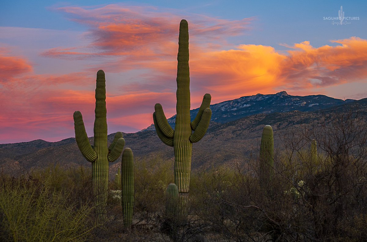 Sunset in Tucson tonight! #saguaronationalpark