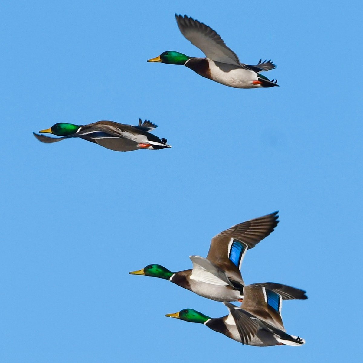 Four of a kind on this Mallard Monday!!!! 

Nikon D500
Sigma 150-600mm
Jesse Watkins Photography 

#godscreation #mallardmonday #mallards #greenheads #drakemallard #ducksunlimited #waterfowl #waterfowlphotography #wildfowl #nikonusa #nikond500 #birds #birdphotography