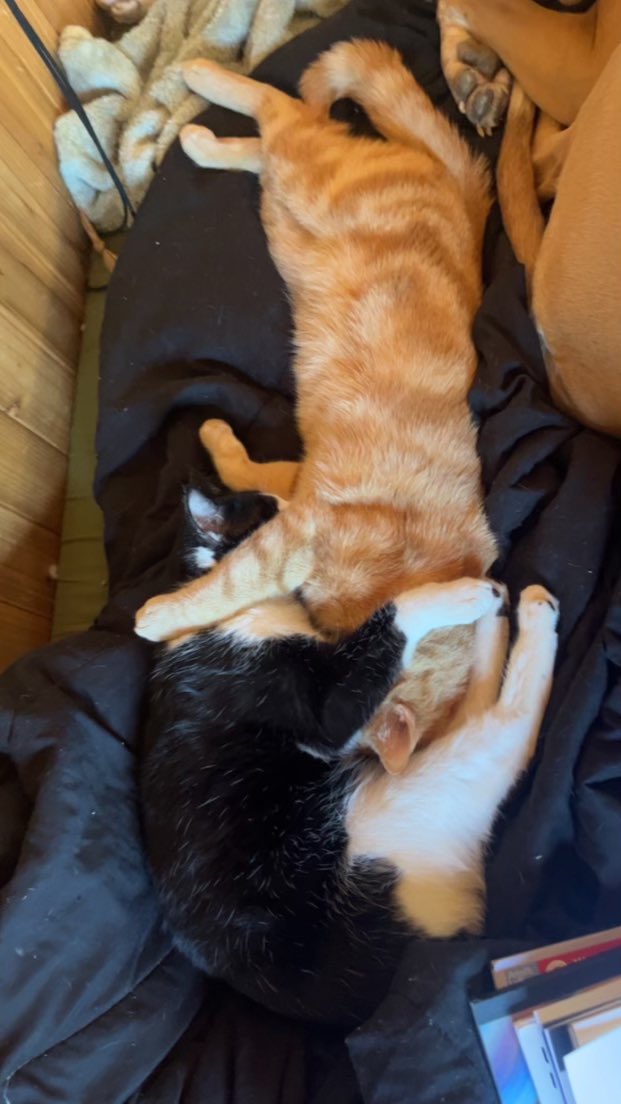 thetrainer20's tweet photo. @whatsuptucson MISSING MALE TUXEDO, last seen 1/13/24 near S San Joaquin Rd &amp; W Old Ajo Hwy (Snyder Hill BLM) REWARD FOR SAFE RETURN https://t.co/Gwhcu9tE6B