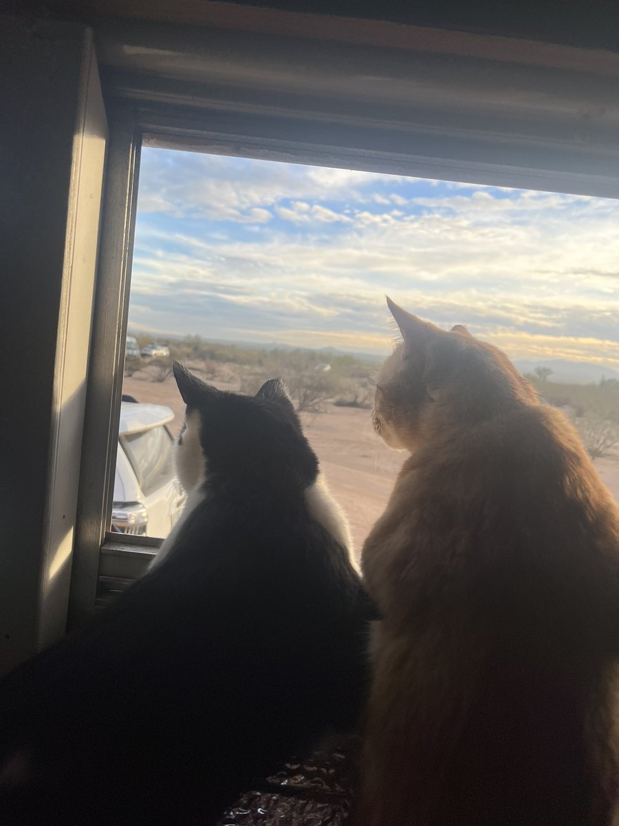 thetrainer20's tweet photo. @whatsuptucson MISSING MALE TUXEDO, last seen 1/13/24 near S San Joaquin Rd &amp; W Old Ajo Hwy (Snyder Hill BLM) REWARD FOR SAFE RETURN https://t.co/Gwhcu9tE6B
