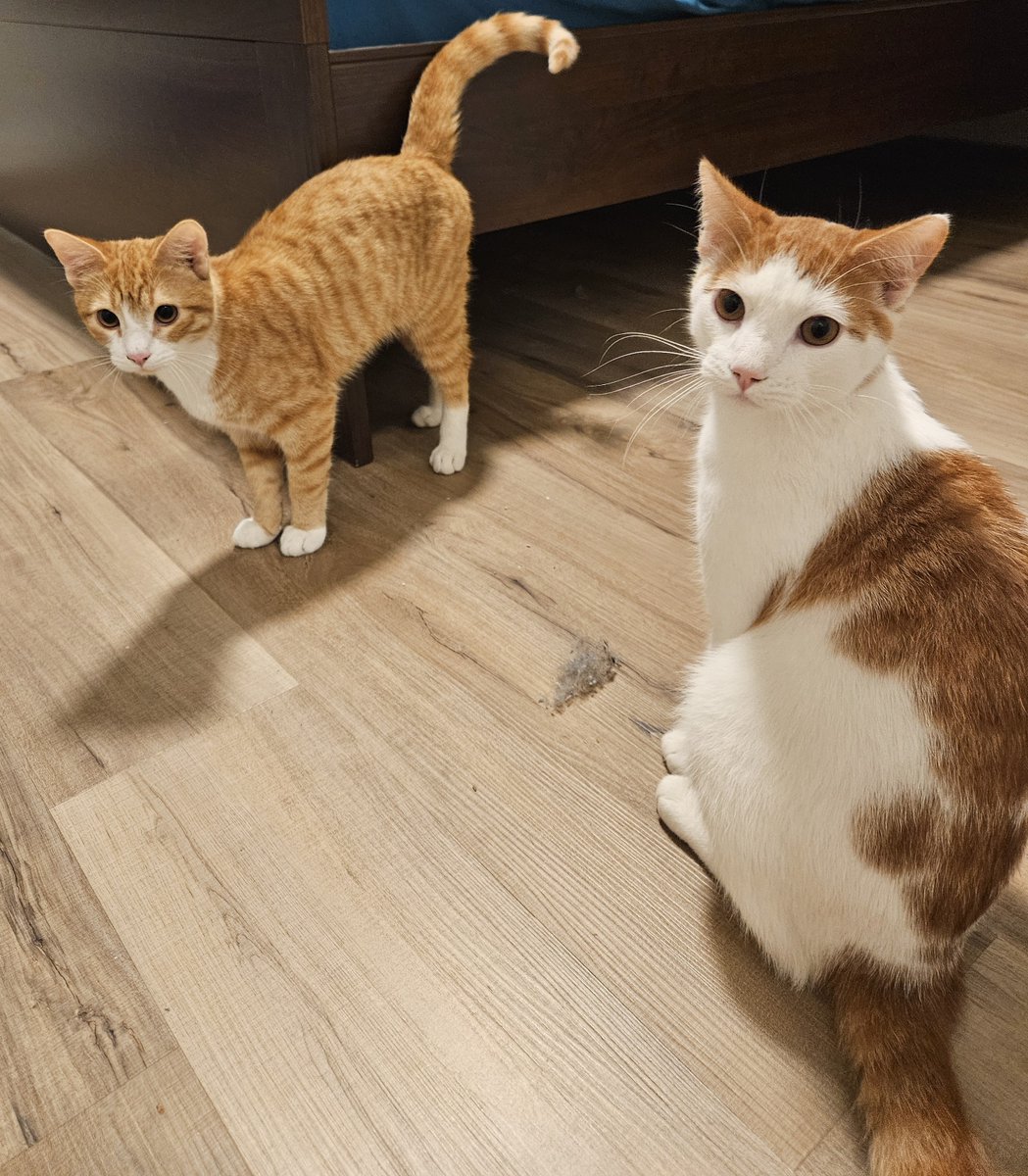 A small orange cat stands on the left, he has a white chest, nose, and feet. His pal, a white cat with orange spots on his back, head, and tail, sits neatly on his right.