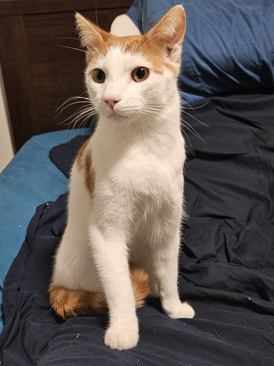 A white and orange cat sits upright on a blanket. His eyes are wide and he looks very soft.