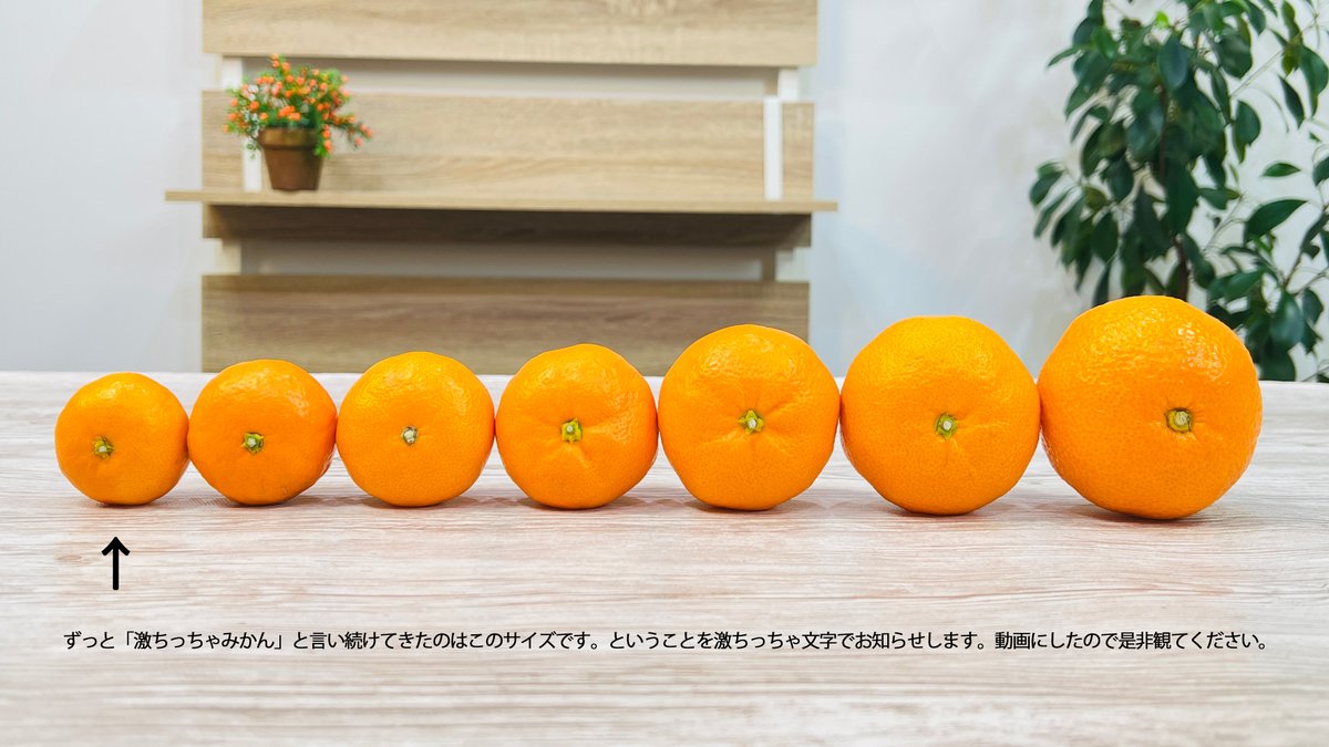 1/18 23:59までにフォロー&amp;この投稿をリポストで激ちっちゃみかん(3Sサイズ)3kgを3名様にあげます！
【よくある質問】
Q. 結局３Sサイズってどれくらいですか？
A. ツリーの動画を参考にしてください。
【あまりない質問】
Q. 神ゼウスに勝ったことのある怪物は誰ですか？
A. テューポーンです。