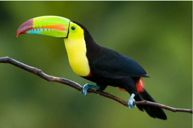 The Keel Billed Toucan is one of the world's most astonishing-looking birds, living in the forests of Central and South America. Their scientific name is Ramphastos sulphuratus.