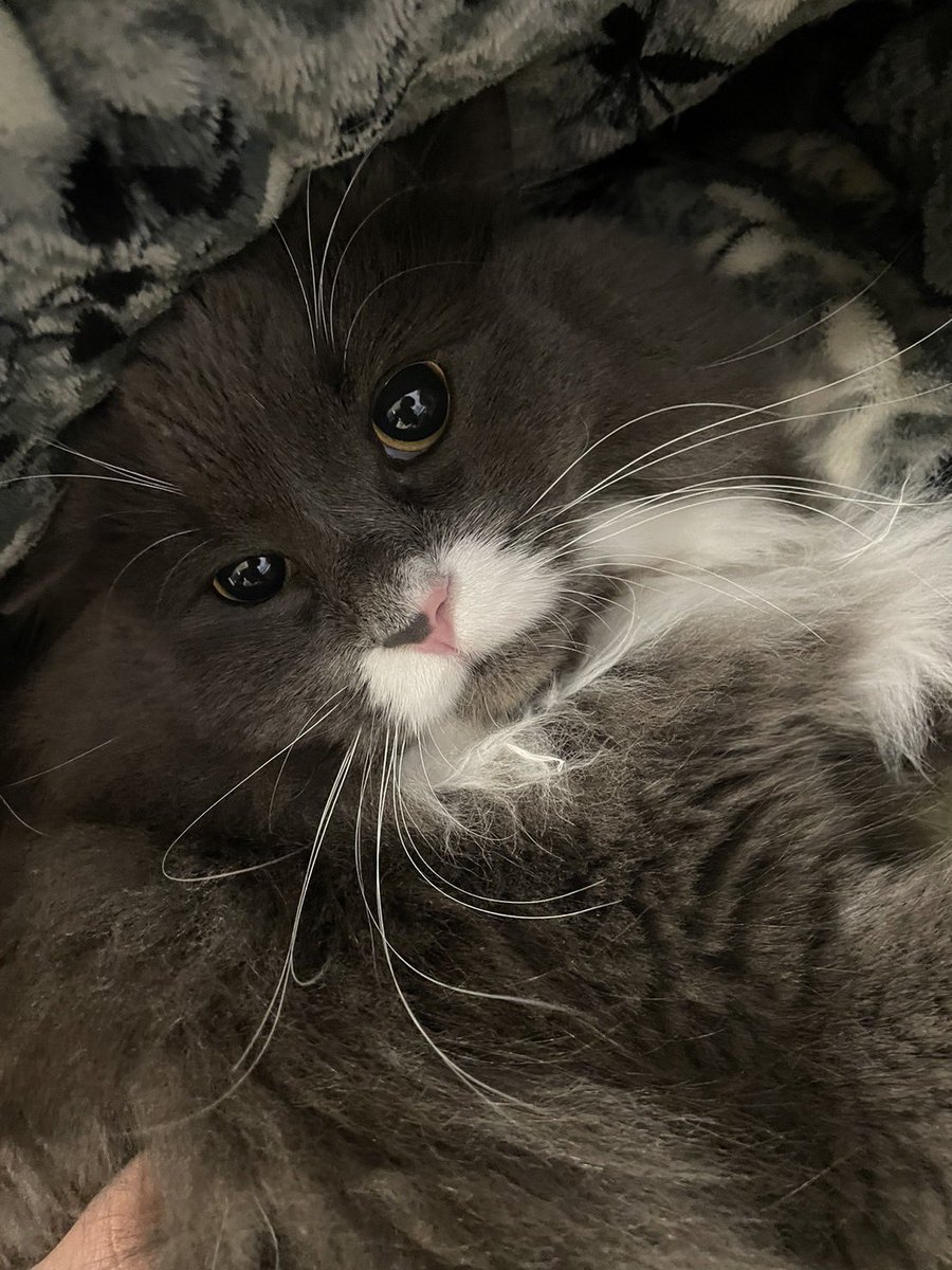 禄ももう少しで2歳🐱