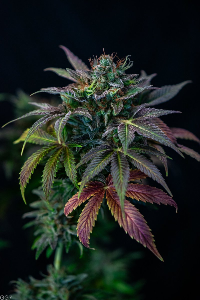 creatrix_lab's tweet image. In a world where consumers are constantly bombarded with visuals, outstanding photography captures attention, creates a lasting impression, and fosters a deeper connection with the audience. #photography #cannabis #cannabisculture #cannabisindustry #CannabisCommunity