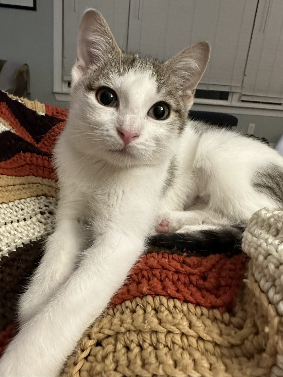 Stopping Emmys tweets to recognize the cat foster coordinators at @RescdPetsMvmnt for ensuring every cat/kitten in their care had warm foster homes during the #TexasFreeze. Here’s Aurora, who had a rough go at the start of her life, now safe with us until she can transport.