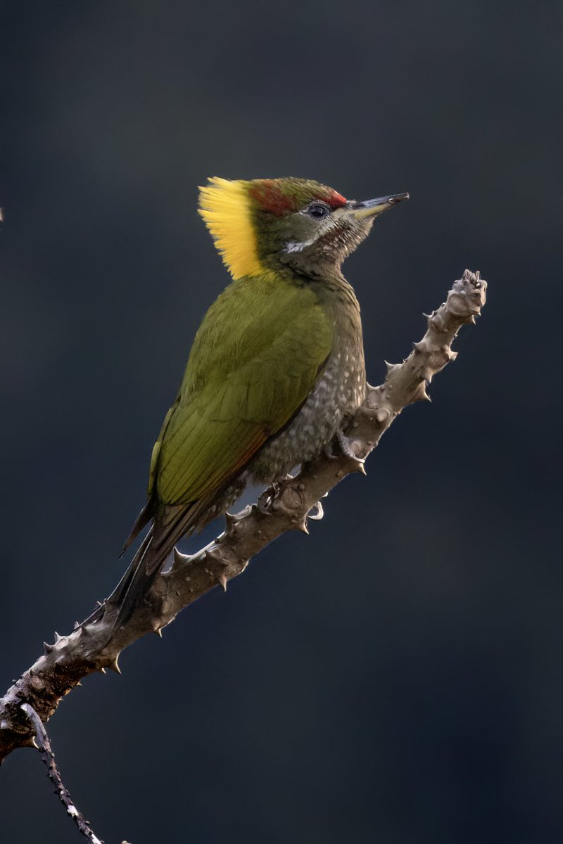 Jyotiraditya Pinaki Panda (@pinakipanda90) on Twitter photo Lesser yellownape
Uttarakhand,India
Canon 200dii Canon Ef 100-400mm
<a href="/Canon_India/">CANON India</a> @natgeowild
#canon #canonphotography
instagram.com/pinaki_wildlife
instagram.com/pinakipandapho…
@PinakiPandaPhotography Lesser yellownape
Uttarakhand,India
Canon 200dii Canon Ef 100-400mm
<a href="/Canon_India/">CANON India</a> @natgeowild
#canon #canonphotography
instagram.com/pinaki_wildlife
instagram.com/pinakipandapho…
@PinakiPandaPhotography