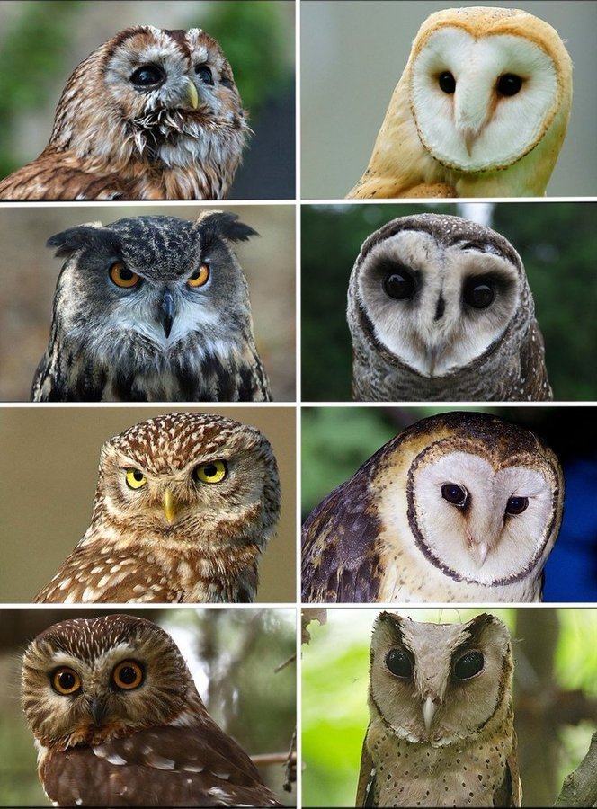 Holabamidele1's tweet photo. @historyinmemes 💗💗Owls are cool, because they're like the perfect balance of cute and terrifying. https://t.co/cvFIyO5gdL