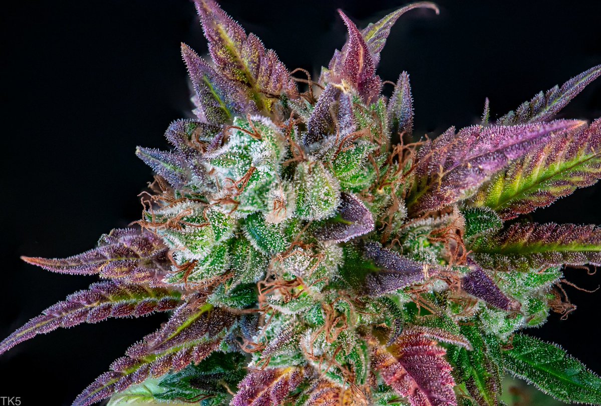 creatrix_lab's tweet image. Great photography captures the finest details of the cannabis - from the texture and color to the trichomes - enticing the viewer and setting the tone for the brand experience. #cannabis #CannabisCommunity #cannabisculture #cannabisindustry #cannabisgrower #photography