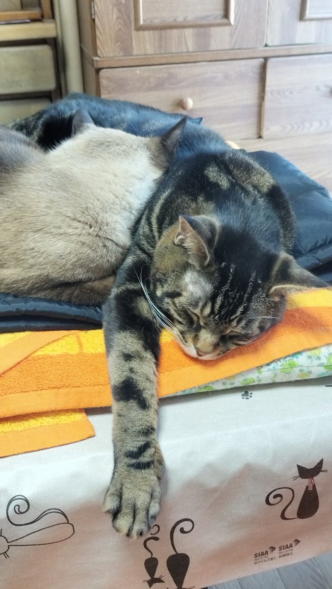 kaiandile's tweet photo. 寒さ厳しき折から、おにいちゃんのダウンベストは、にゃんズの敷き布団に…
#猫 #ねこ #猫が好き #猫がいる幸せ #猫がいる暮らし #猫好きな人と繋がりたい #猫写真 #猫は天使 #シャム #アメショ https://t.co/NP1WO7Ik5g
