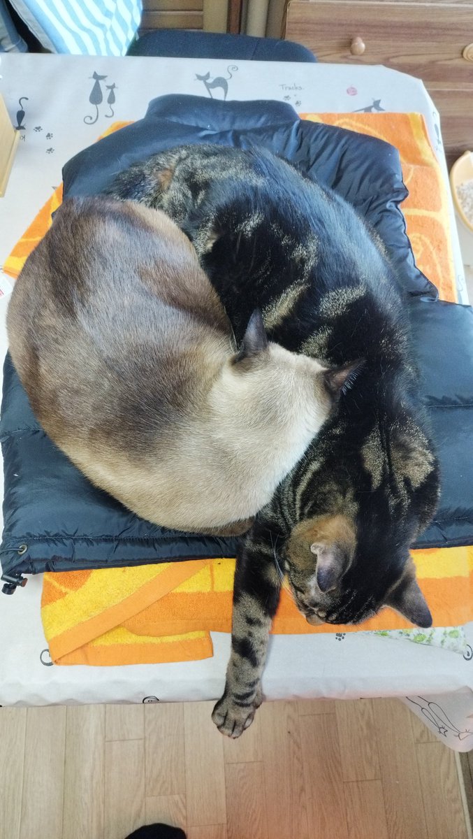 kaiandile's tweet photo. 寒さ厳しき折から、おにいちゃんのダウンベストは、にゃんズの敷き布団に…
#猫 #ねこ #猫が好き #猫がいる幸せ #猫がいる暮らし #猫好きな人と繋がりたい #猫写真 #猫は天使 #シャム #アメショ https://t.co/NP1WO7Ik5g