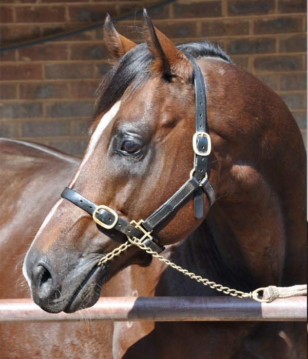 riverbankfarm1's tweet photo. Quintessential #Bread&butter 🍞 🧈 stallion #Redente we love ❤️ him so much 🙏#BreedToRace ☘️ ☘️ ☘️ $3300 inc vet fees & gst #value #redente only at @riverbankfarm1 ☘️ https://t.co/AFE4URsoPP