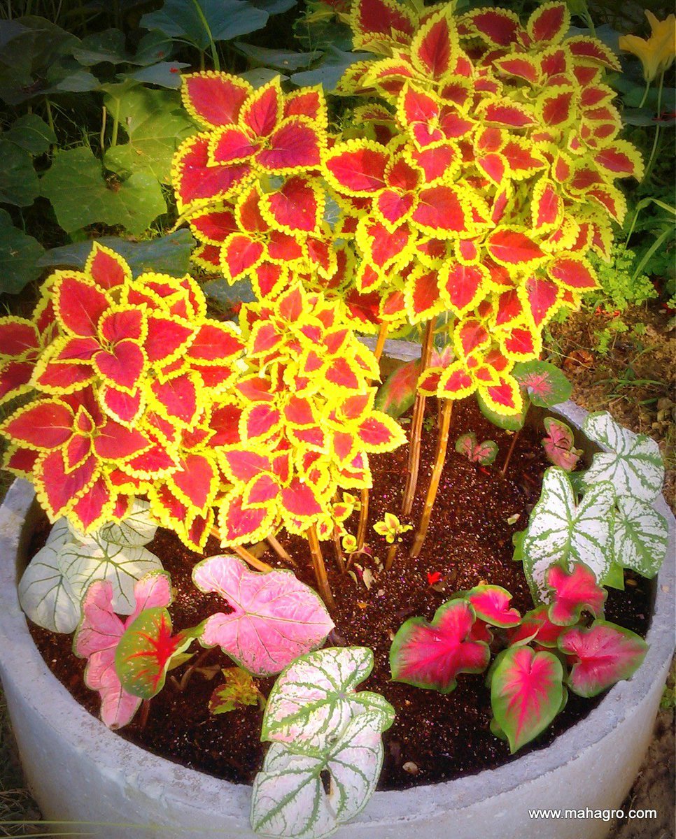 TryMahaGro's tweet photo. Unlock the secret to thriving plants with Mahagro Potting Mix! 🌿🌱 Perfect blend for healthy growth and vibrant blooms. Your garden's new best friend! #Mahagro #GreenThumb #PlantLife 

Available- https://t.co/j2b0iTHC4T
Whatsapp- 096421 62323 amazon- https://t.co/0EegZB2qAV https://t.co/7oPOMxyxKq