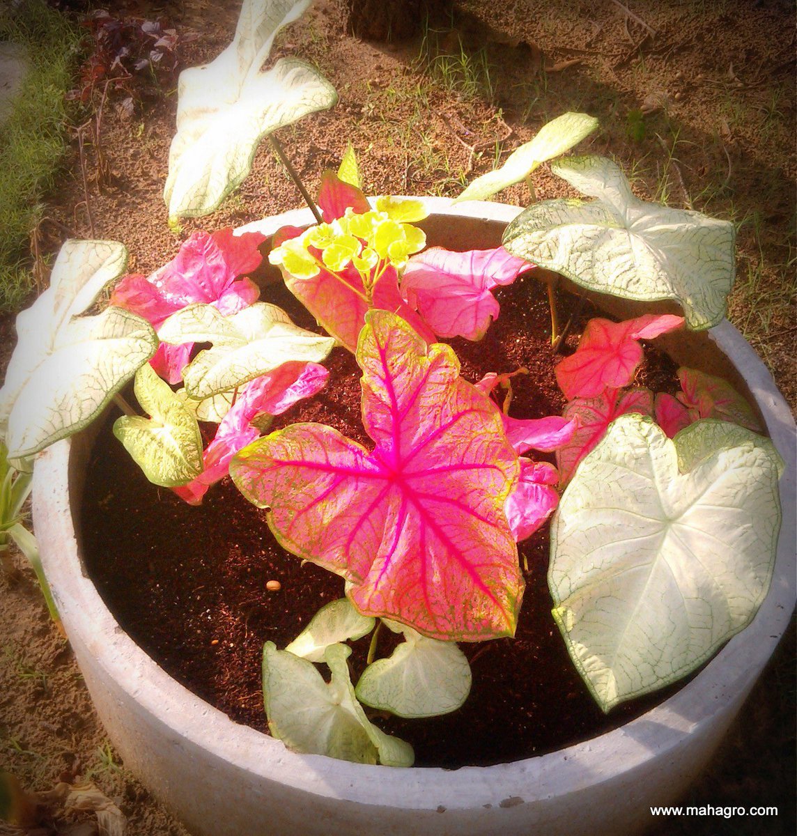 TryMahaGro's tweet photo. Unlock the secret to thriving plants with Mahagro Potting Mix! 🌿🌱 Perfect blend for healthy growth and vibrant blooms. Your garden's new best friend! #Mahagro #GreenThumb #PlantLife 

Available- https://t.co/j2b0iTHC4T
Whatsapp- 096421 62323 amazon- https://t.co/0EegZB2qAV https://t.co/7oPOMxyxKq