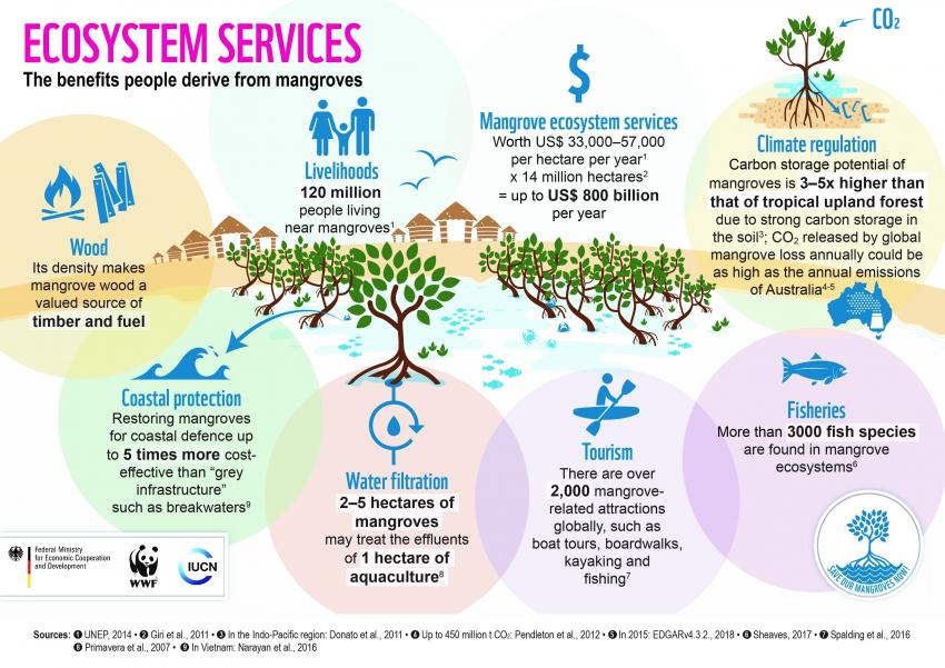IUCN's tweet photo. The remarkable traits of the #mangrove ecosystem translate into a wide variety of goods and services that we benefit from. https://t.co/fz9KNSV9yw