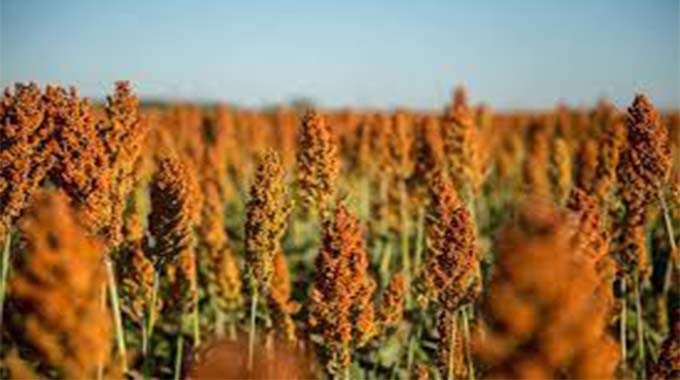 VulindlelaNdab2's tweet photo. #ZimAgricRising
Over 30,000ha in Midlands province are being planted with small grains like sorghum and rapoko under #Pfumvudza/#Intwasa & conventional farming programs. These grains offer health benefits, reduce Type 2 Diabetes risk, and have better nutritional value than maize https://t.co/IYX0RL8dQV