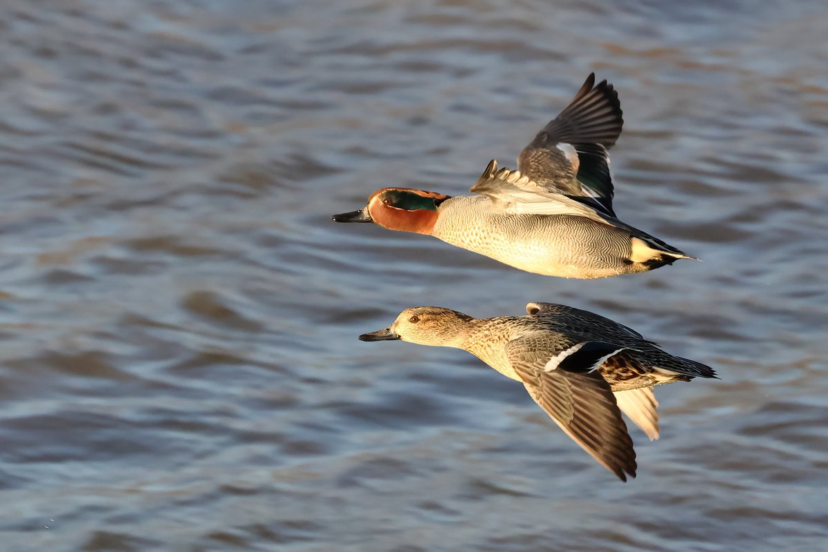 Mr & Mrs Teal On The Wing #kidwellyquay