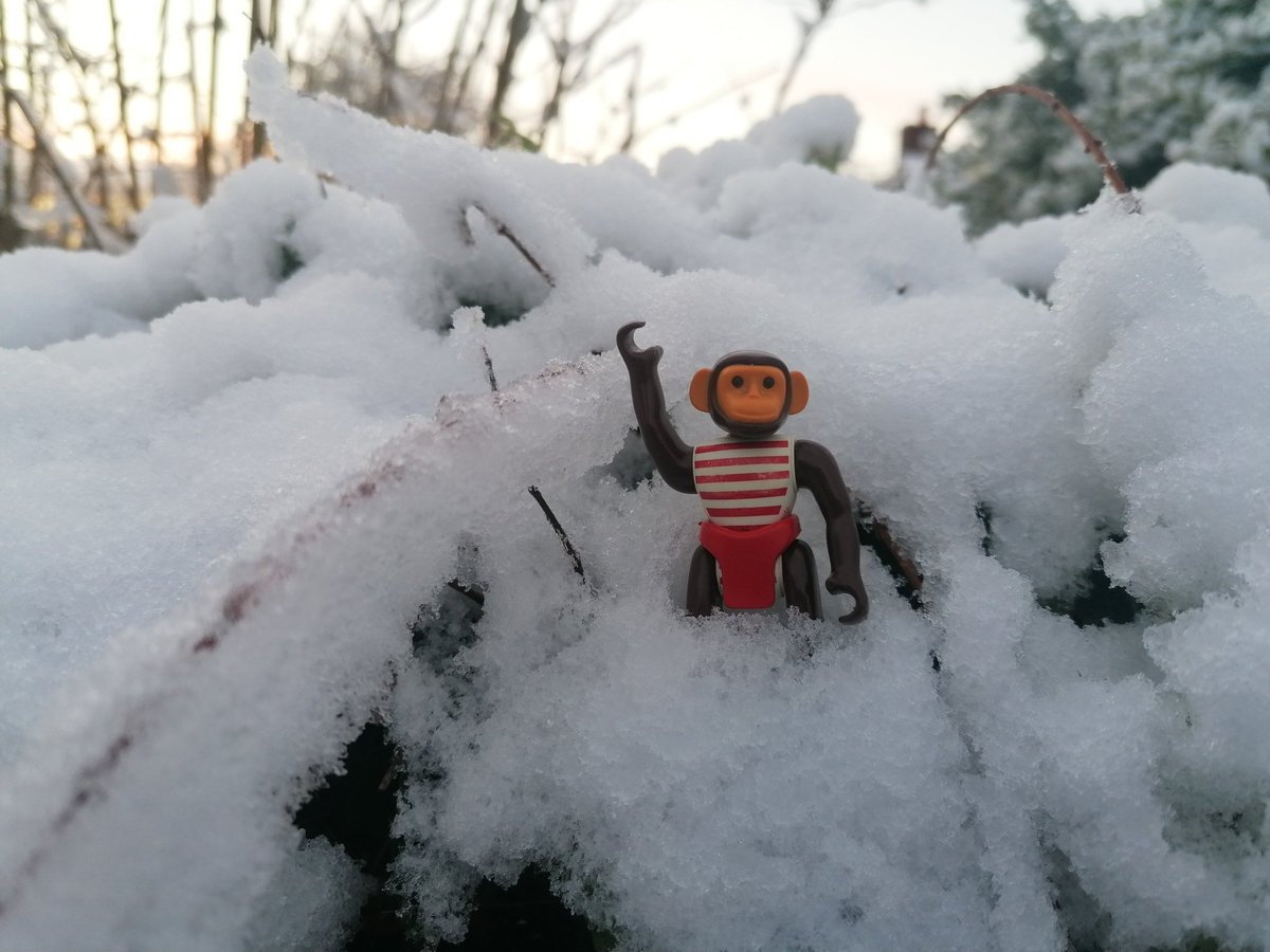 MonkeyTheChimp's tweet photo. A cold start this morning ☃ 🌨 ❄ https://t.co/0SLsQArDfY