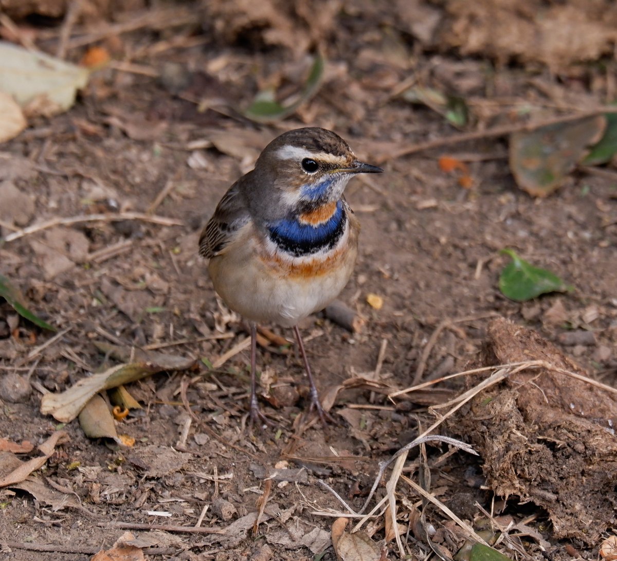 Blue throat
#IndiAves #natgeoindia #BBCWildlifePOTD #birds #birding #BirdsSeenIn2024 #TwitterNatureCommunity #birdphotography #photooftheday #bharatpur #rajstan #keoladeo #migratorybirds 
@NatGeoIndia
@Advay_Advait