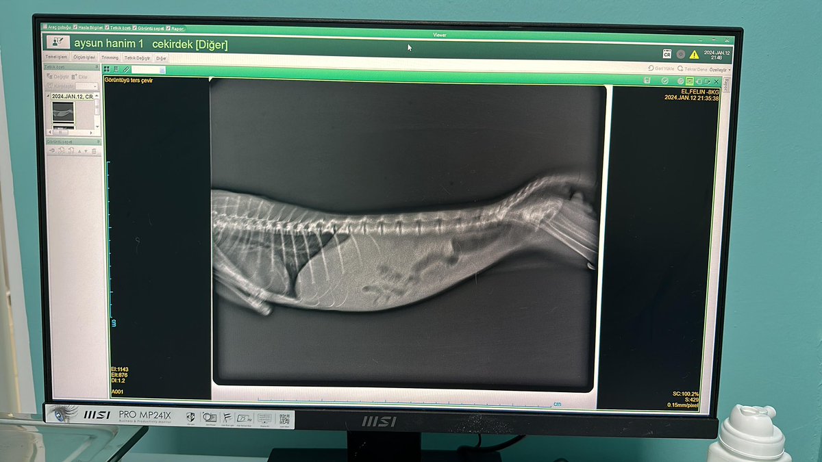 aysun6676's tweet photo. ‼️Fip hastası olan yavrumuzun dün elisa test sonucu çıktı ve kesin Fip teşhisi konuldu :( halen eski testleri ve tedavisinden kalan  borcumuzla birlikte bu hafta sipariş vermemiz gereken ilacı için toplam 9.000 tl eksiğimiz var ‼️lütfen en azından paylaşım desteği verebilirmiyiz 🙏karnındaki sıvı birikmeden  biran önce ilaca başlamamız gerekiyor hiç vaktimiz kalmadı ‼️